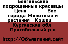 Бенгальские подрощенные красавцы. › Цена ­ 20 000 - Все города Животные и растения » Кошки   . Курганская обл.,Притобольный р-н
